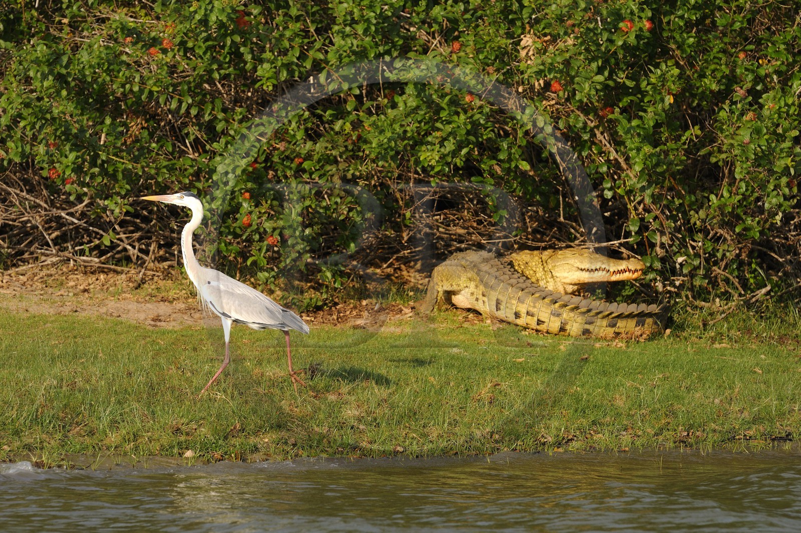 Tanzanie, Reserve de gibier de Selous une des plus grandes zones protégées au monde et inscrite sur la liste du patrimoine mondial de l’Unesco depuis 1982, crocodile du Nil (Crocodylus niloticus) et héron sur le lac Nzerakera formé par la rivière Rufiji