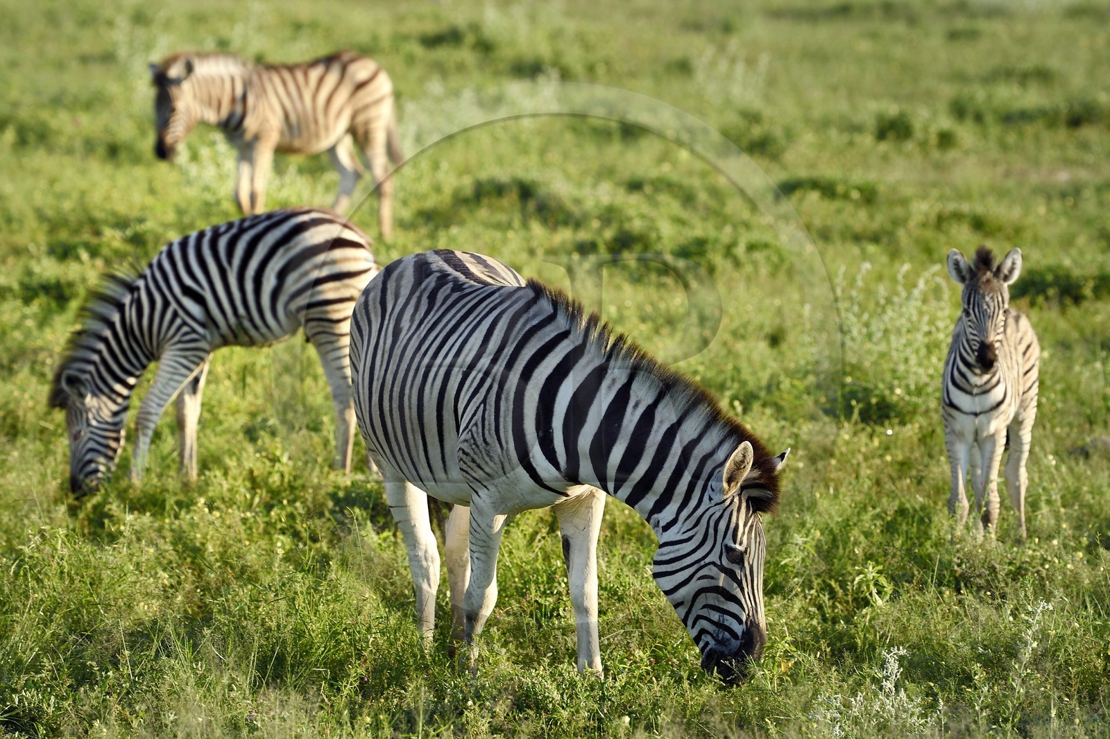 Namibie, région de Oshikoto, Parc National d'Etosha, zèbres de Burchell (Equus burchellii)