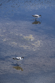 France, Vendee, Noirmoutier island, La Guérinière, pied avocet (Recurvirostra avosetta) in the marsh below the dyke between the Port de Bonhomme and the Passage du Gois