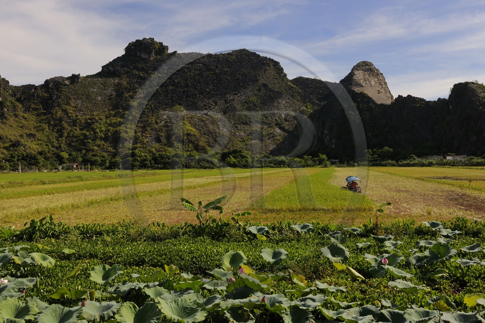 Vietnam, province de Ninh Binh,