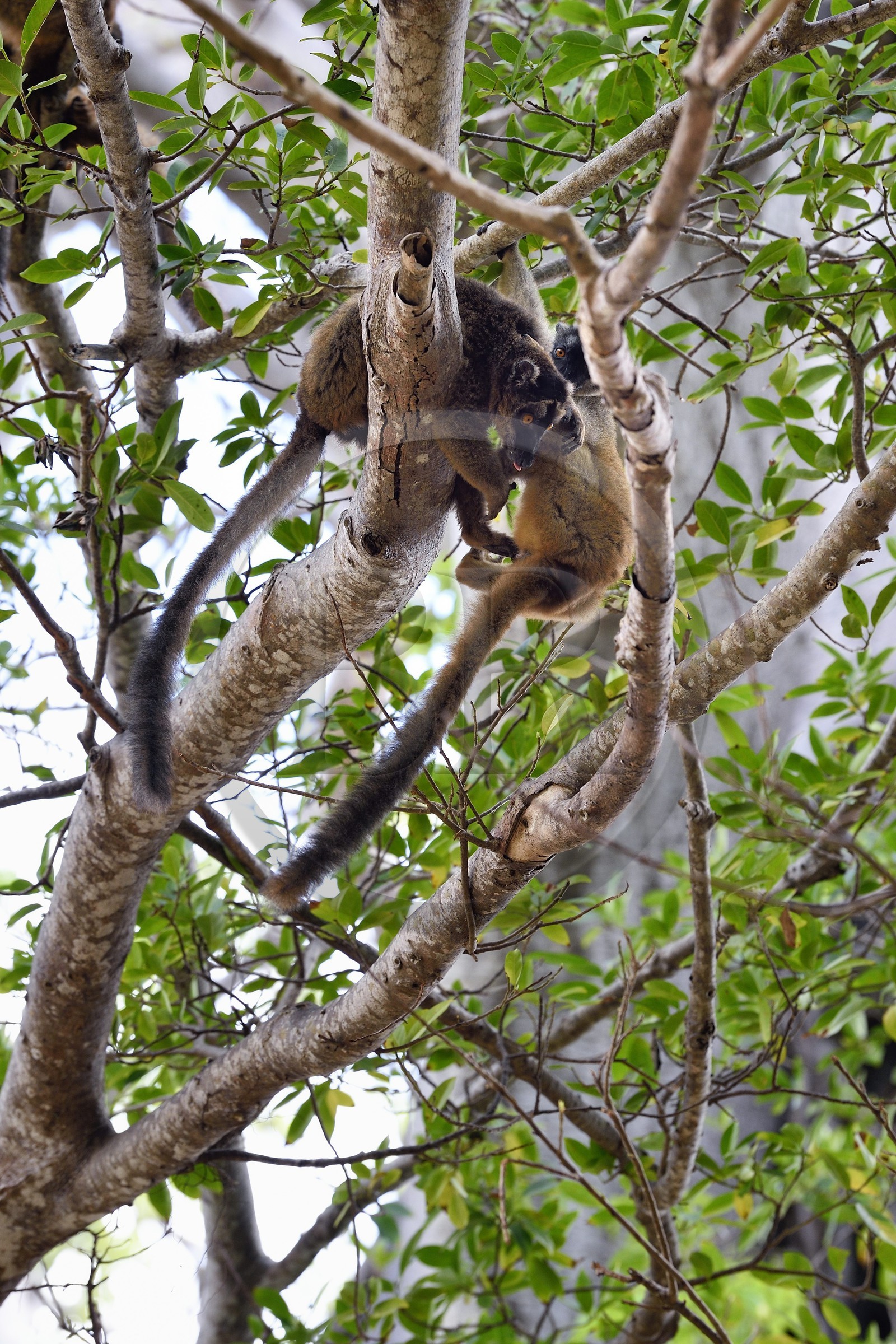France, Ile de Mayotte, Grande-Terre, Kani-Keli, le Jardin Maoré à la plage de N’Gouja, Lémur fauve (Eulemur fulvus mayottensis) appelé aussi maki