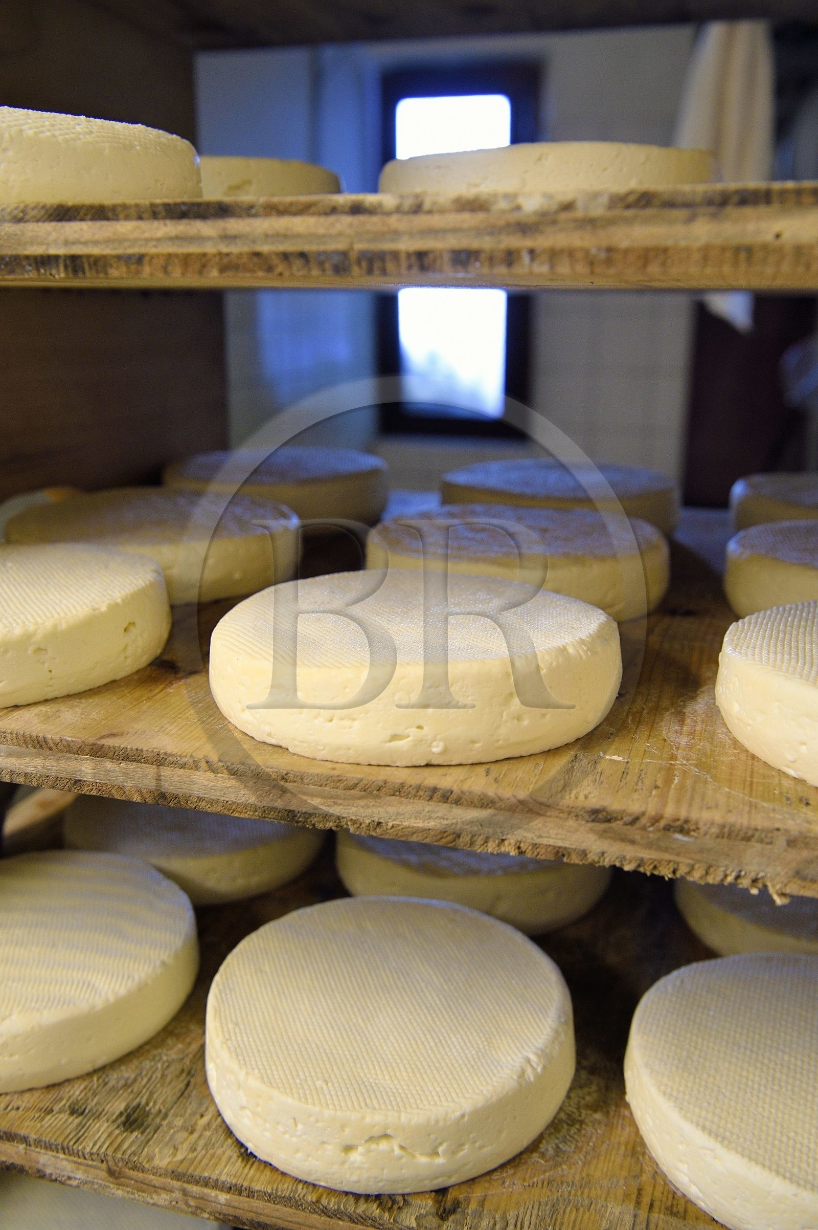 France, Haut-Rhin (68), Wasserbourg, Ferme-auberge Buchwald, cave d'affinage, fromage de munster AOP (lait de vache) qui a 4 jours