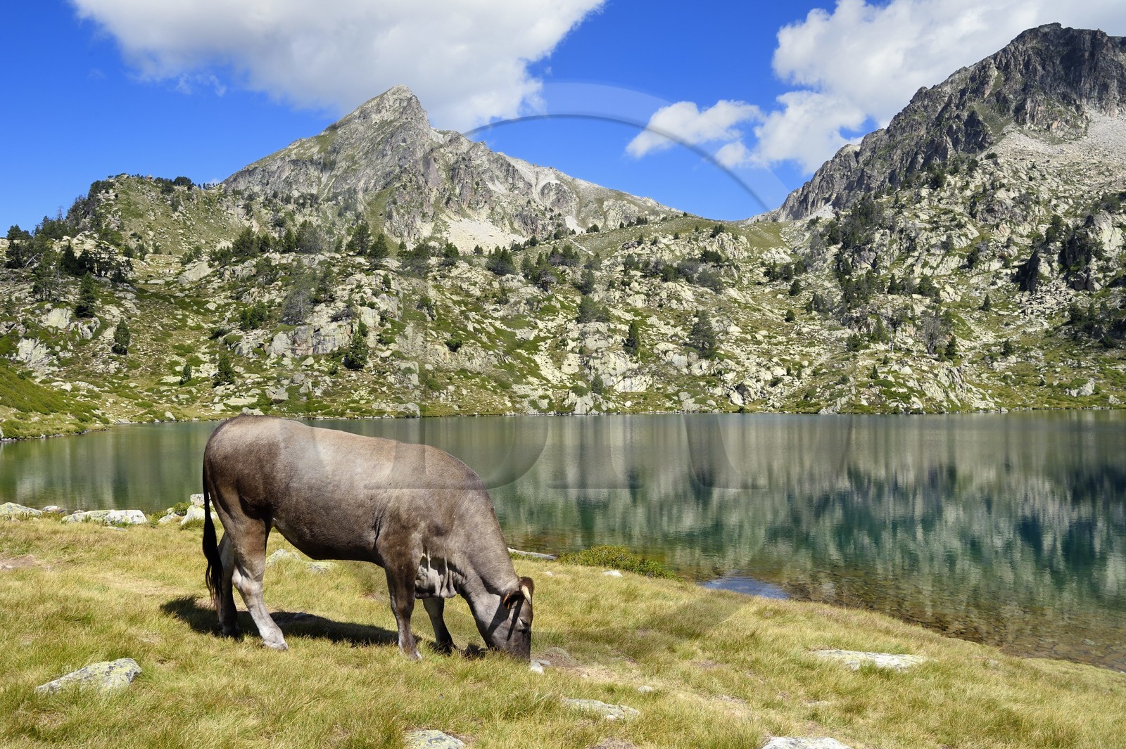 France, Hautes Pyrenees, Saint Lary Soulan and Vielle-Aure, hike on a variant of the GR10 between the Portet pass and the Bastan lakes on the edge of the Neouvielle nature reserve, herd of cows in the summer mountain pasture at the upper Bastan lake and the Pic de Bastan in the background