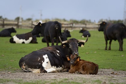 Spain, Andalusia, Seville Province, Utrera, the property El Toruno, breeding of fighting bulls, females and calves are kept away from males