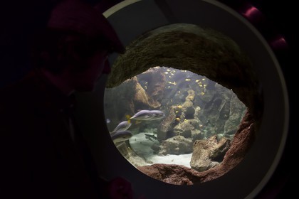 France, Charente-Maritime, La Rochelle, Aquarium La Rochelle, Compulsory Mention, Indo-Pacific zone, sharks aquarium porthole