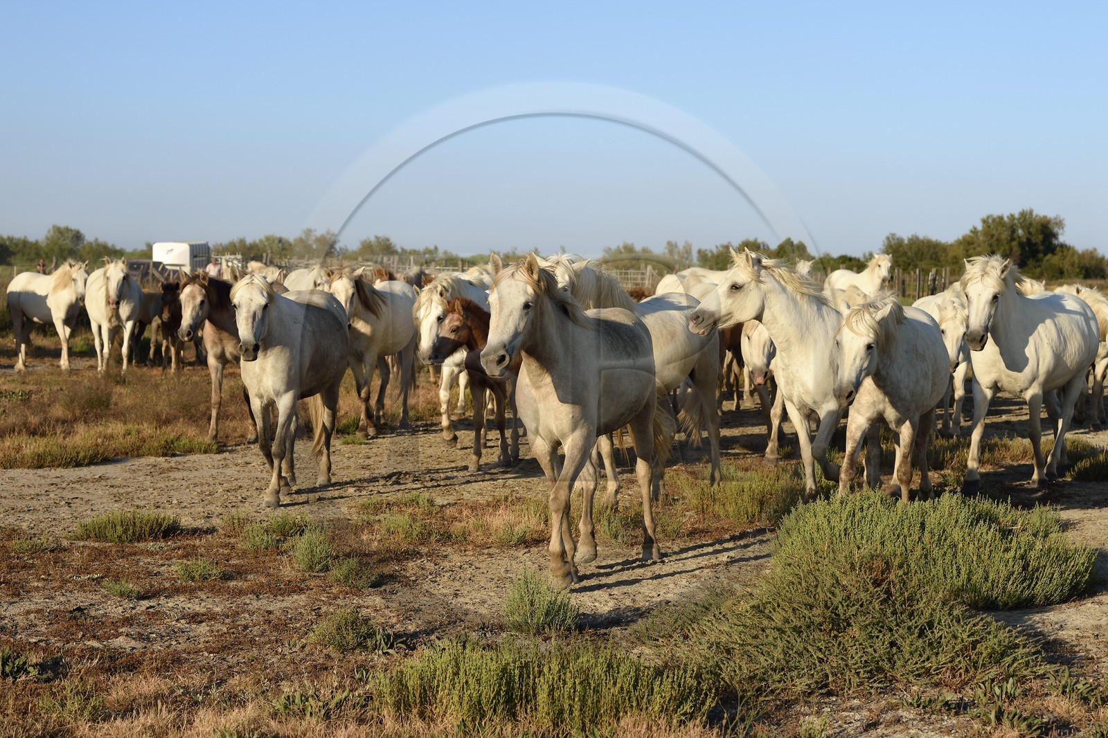 France, Bouches-du-Rhône (13), Parc naturel régional de Camargue, vers l'étang de Malagroy, manade Jacques Mailhan, chevaux de Camargue dans la sansouire
