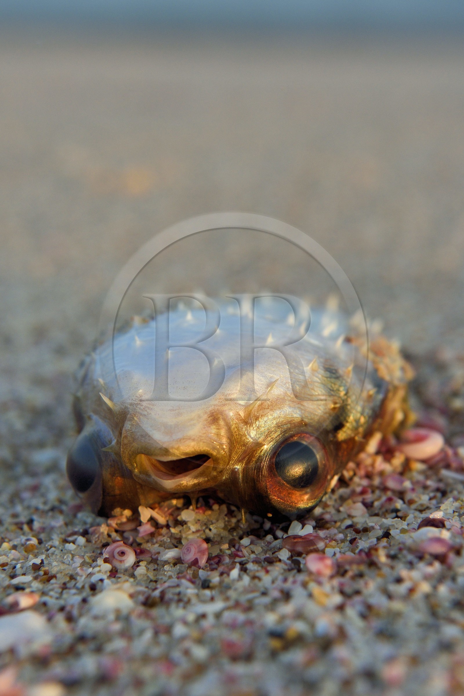 Sultanat d'Oman, gouvernorat de Ash Sharqiyah du Sud, Ras al Hadd, poisson mort sur la plage