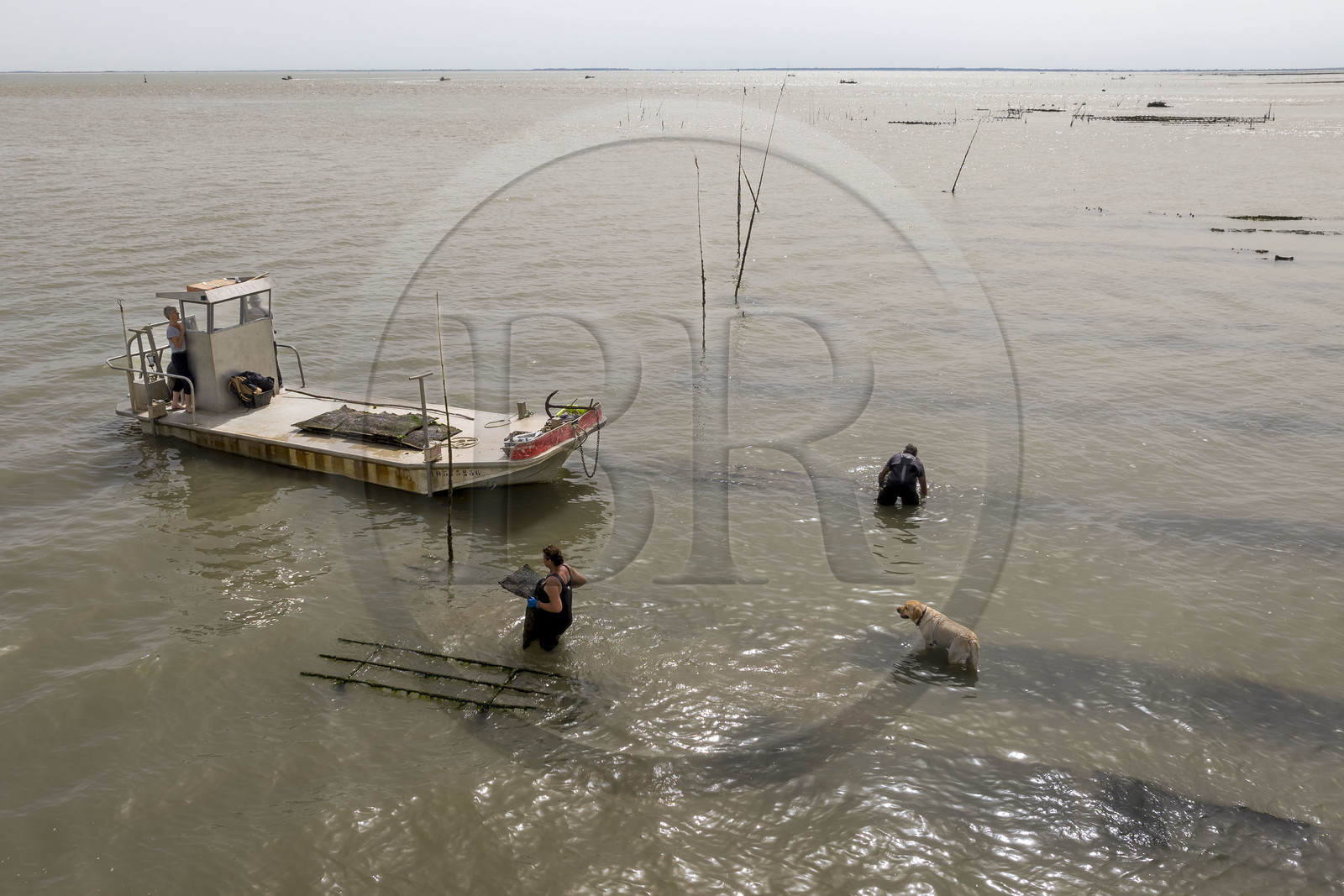 France, Charente-Maritime (17), Ile d'Oléron, Dolus-d’Oléron, les parcs du bassin de Marennes-Oléron dans le Pertuis d'Antioche, Nadia Quillet et son mari Eric récupèrent des poches de crassostrea gigas dans leurs parcs à huîtres à marée descendante (vue aérienne)