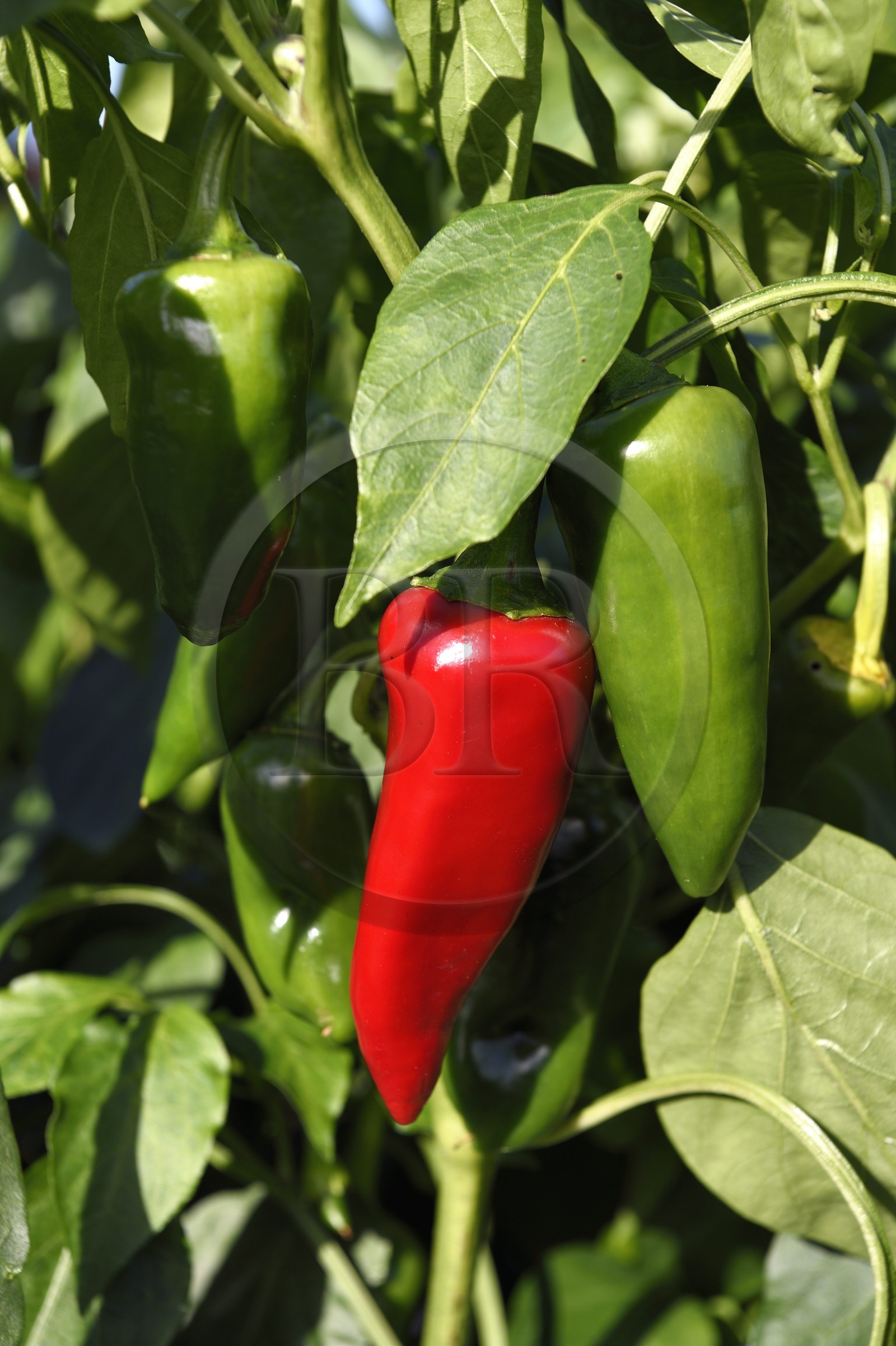 France, Pyrénées-Atlantiques (64), Pays-Basque, Espelette, champ de piments d'Espelette, le piment vert devient rouge à maturation
