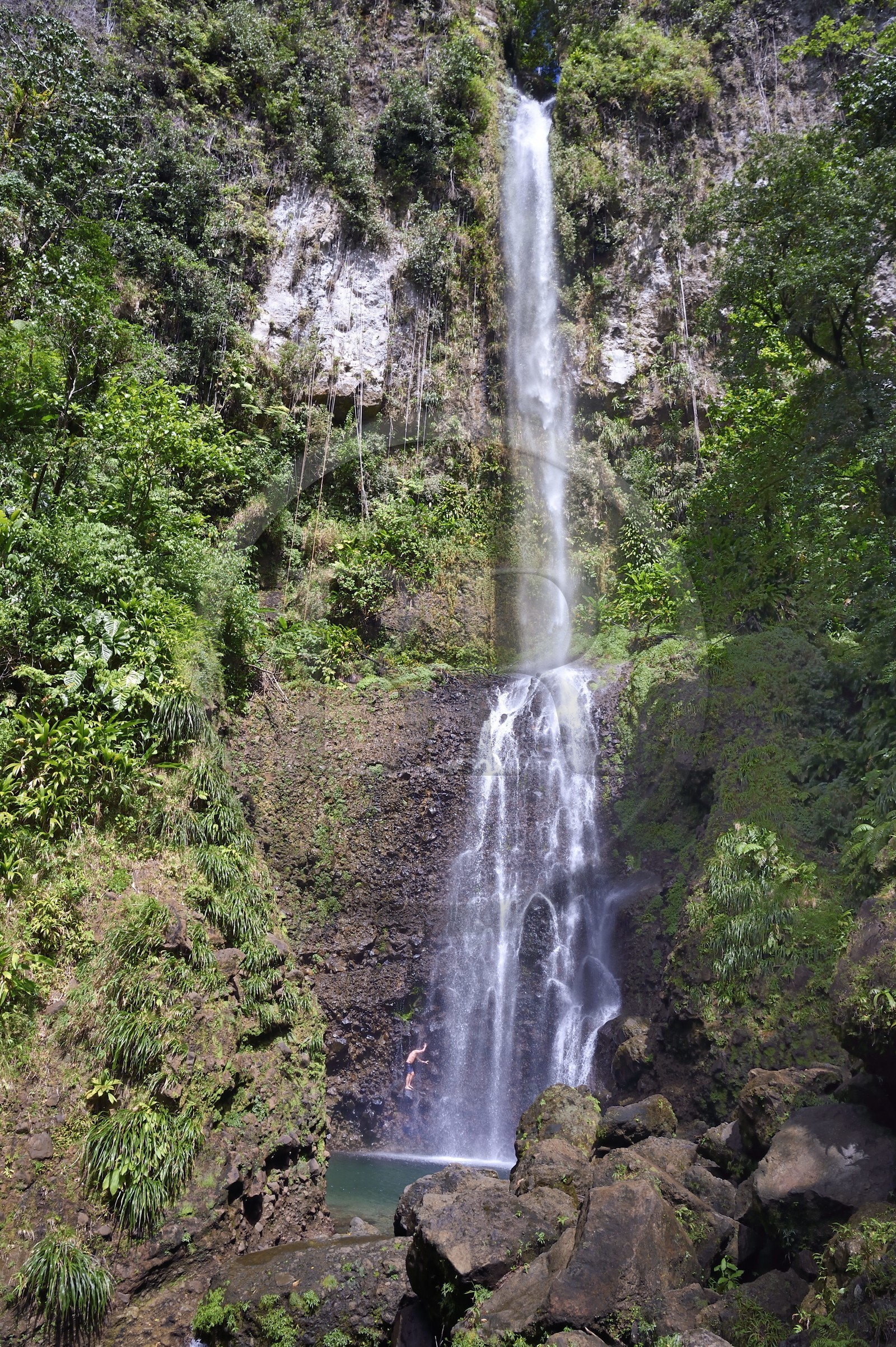 Caribbean, Dominica Island, Morne Trois Pitons National Park listed as World heritage by UNESCO, hiker at Middleham Falls on the Waitukubuli hiking trail that crosses the island