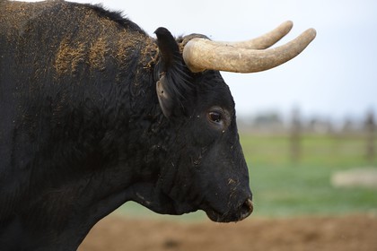 Spain, Andalusia, Seville Province, Utrera, the property El Toruno, breeding of fighting bulls