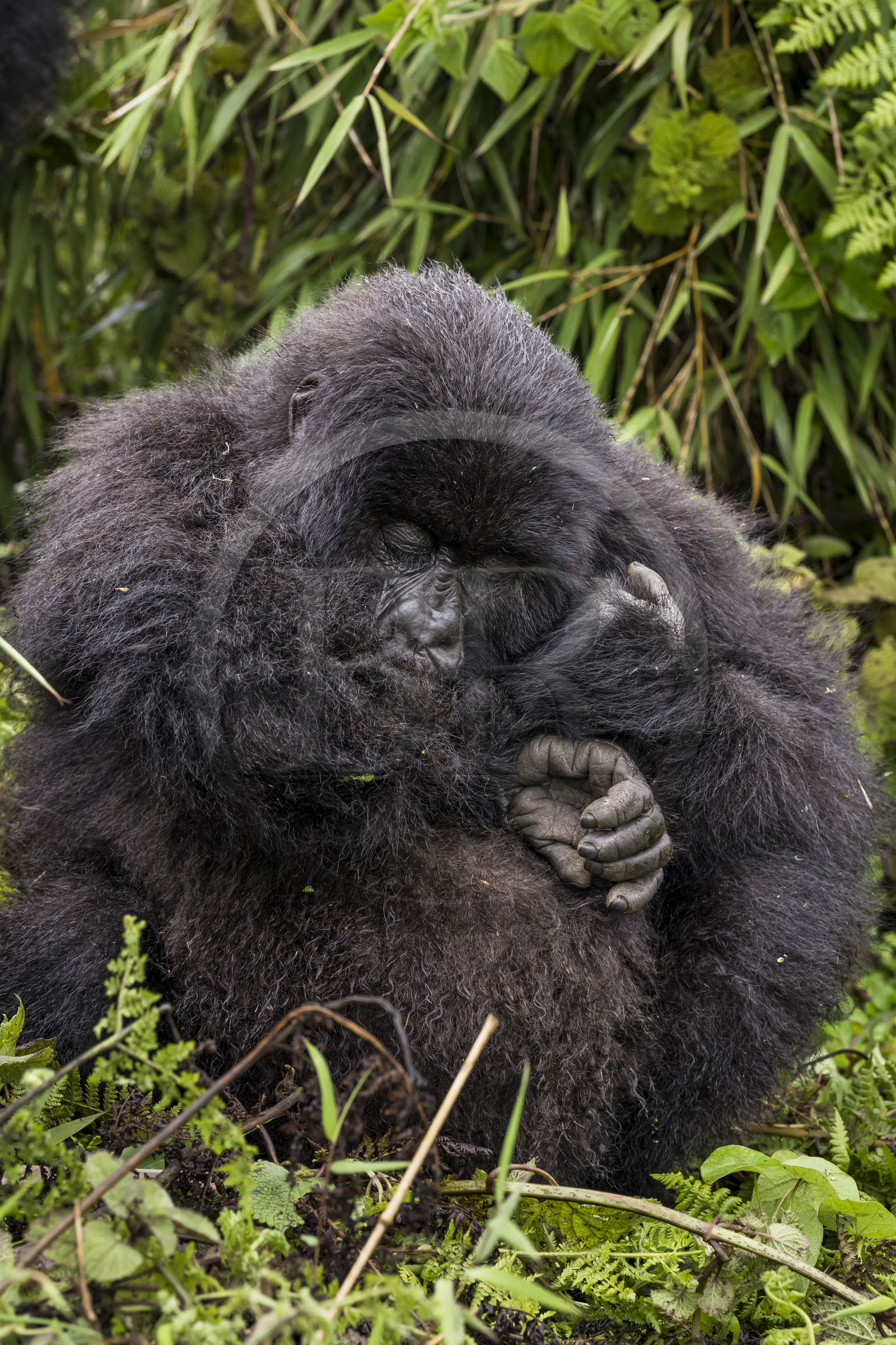 Rwanda, Province du Nord, Parc National des Volcans dans la chaine des Monts Virunga, mont Karisimbi, gorille des montagnes (Gorilla beringei beringei) du groupe Susa