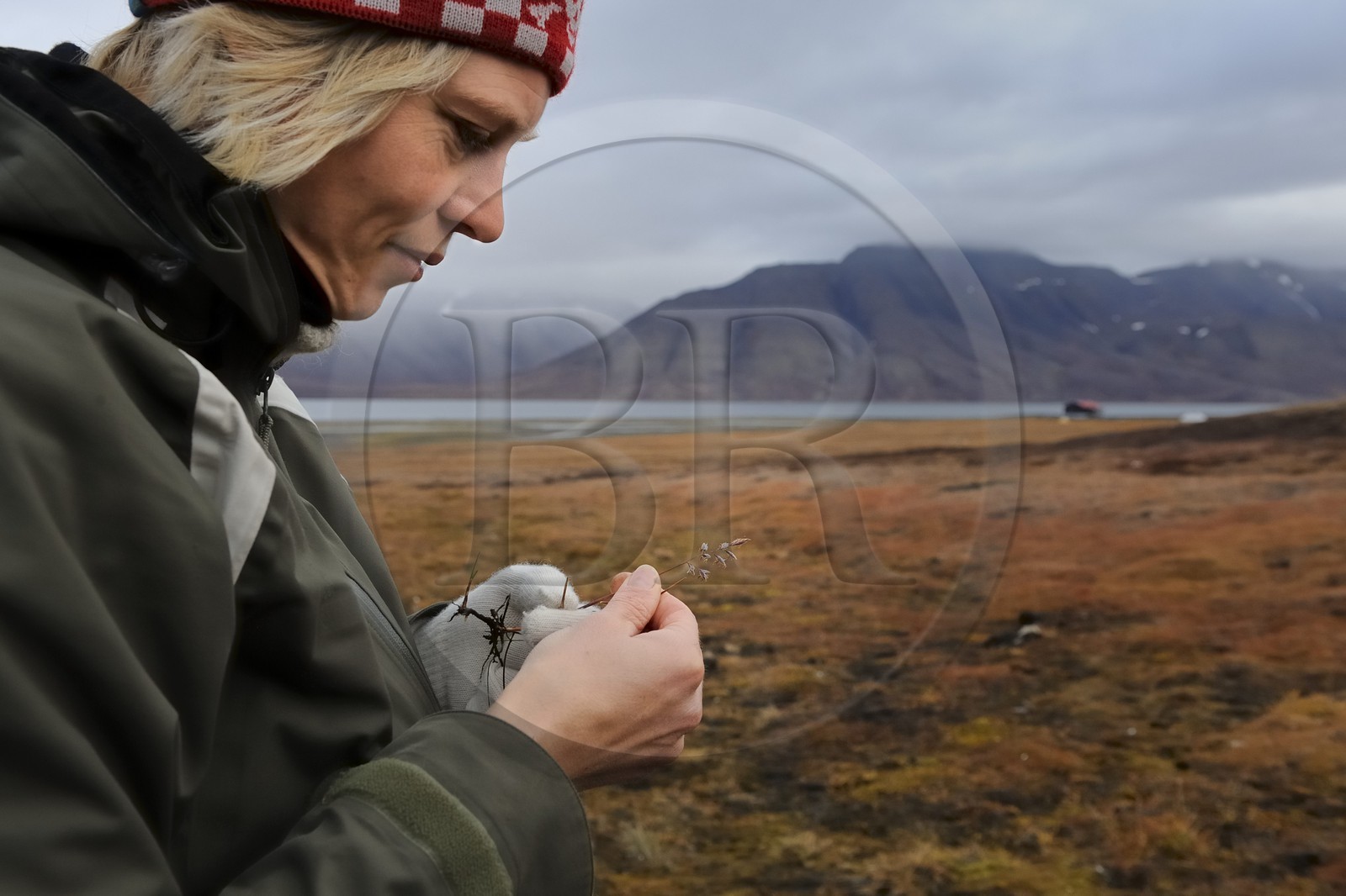 Norway, Svalbard (Spitzbergen), Longyearbyen, Permila of the University of Svalbard studying a gramine