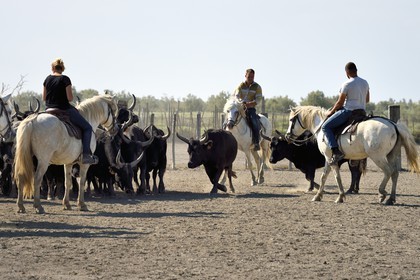 France, Bouches-du-Rhône (13), Parc naturel régional de Camargue, manade Jacques Mailhan, taureau camarguais appellé Raço di Biou, les gardians trient les taureaux