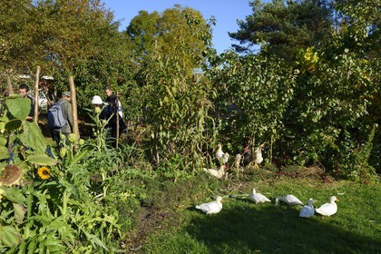 Suède, Västra Götaland, Iles Koster, Sydkoster, les Koster Garden (Koster Tradgardar)