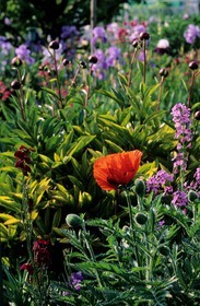 France, Eure (27), Giverny, jardin de Claude Monet, pavot, giroflée, pivoine