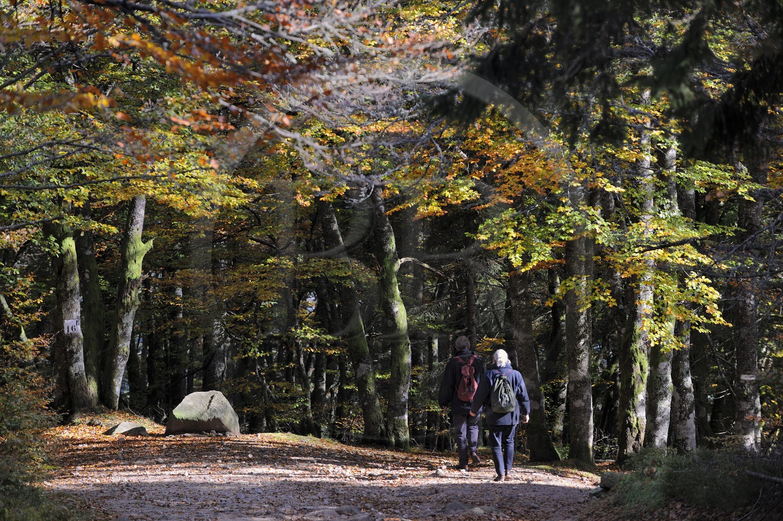 France, Haut Rhin, scenic road of la route des Cretes, hikers in the forest of the natural reserve of Tanet Gazon du Faing