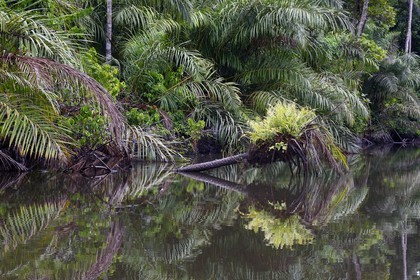 Gabon, province de Ogooué- Maritime, Parc National du Loango, site de Akaka dans la lagune du Fernan Vaz (Nkomi), berges d'une rivière