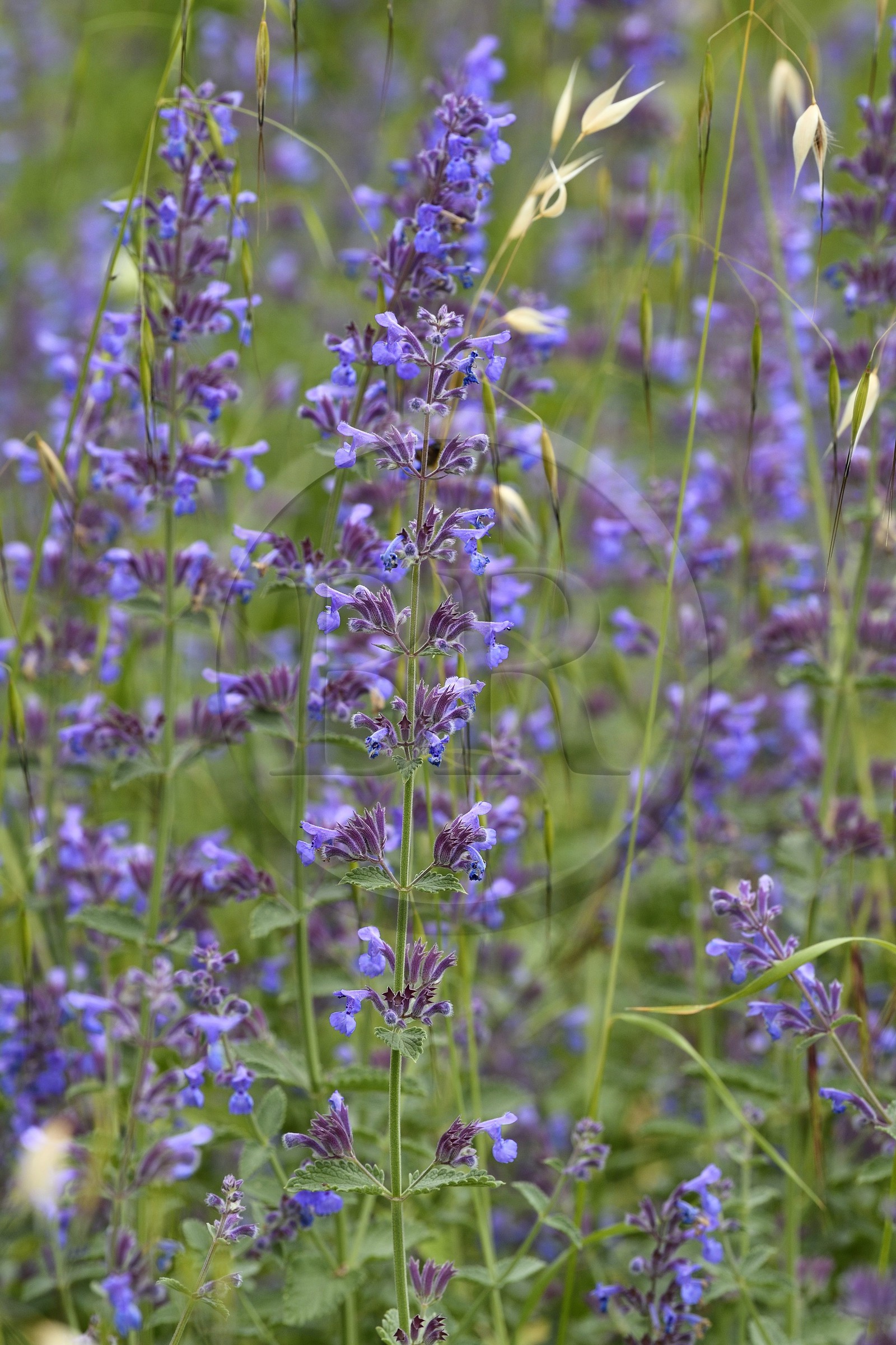 France, Alpes-de-Haute-Provence (04), Parc Naturel Régional du Verdon, Grand Canyon du Verdon, La-Palud-Sur-Verdon, Nepeta
