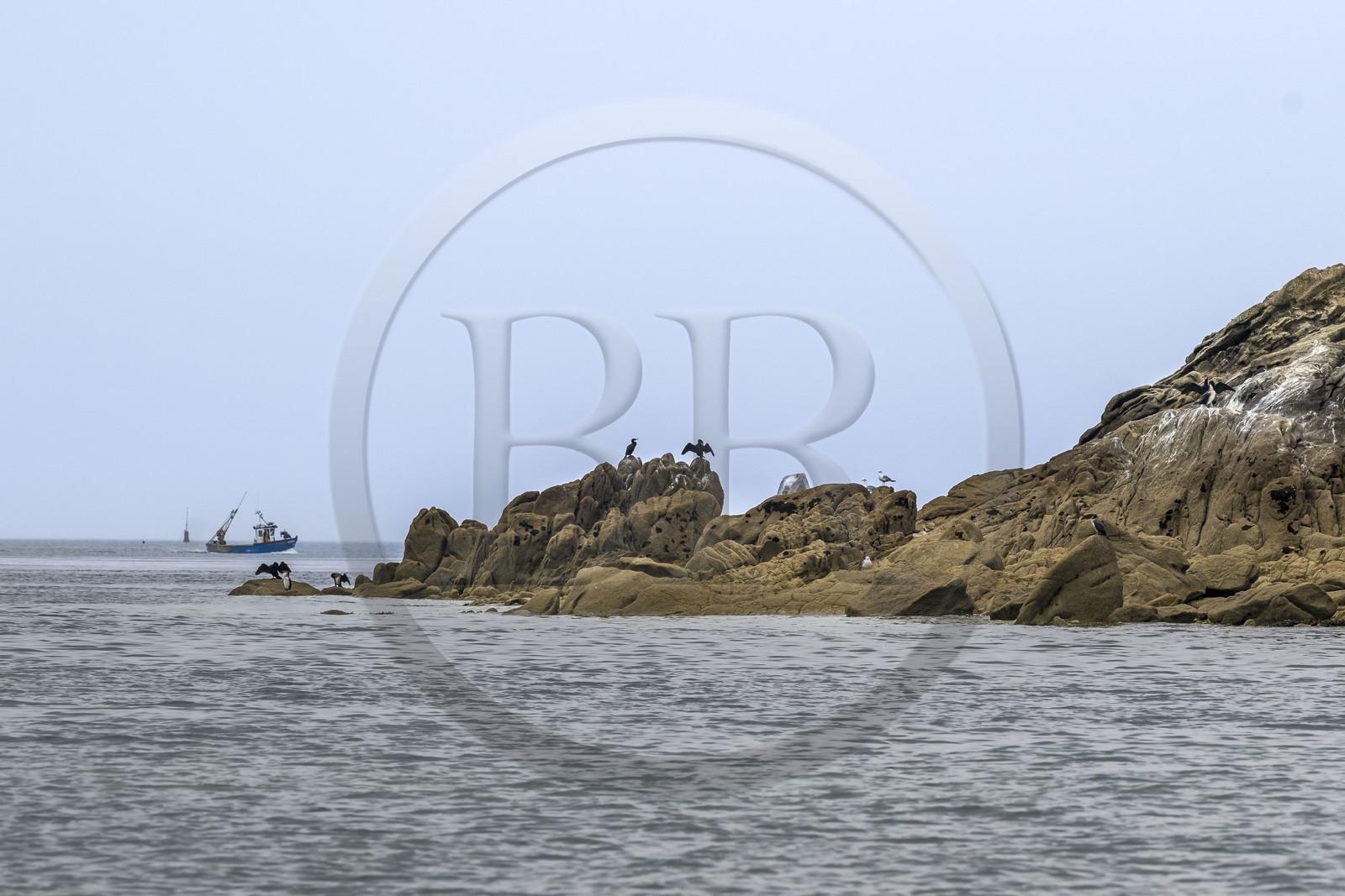 France, Finistère (29), Carantec, Réserve ornithologique des îlots de la Baie de Morlaix, Grands Cormorans (Phalacrocorax carbo) et bateau de peche