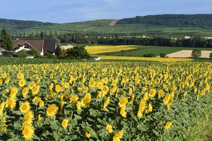 France, Bas-Rhin (67), Route des vins d'Alsace, Traenheim, champ de tournesols