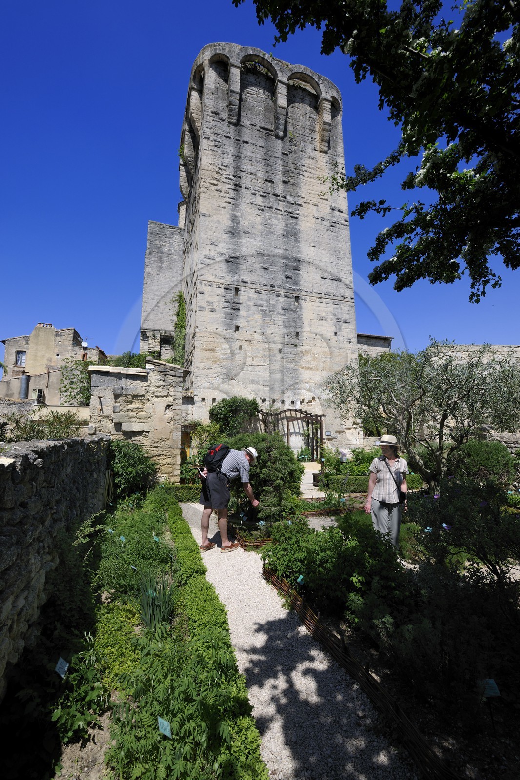 France, Gard, Uzes, the medieval garden, the medieval garden at the foot of the towers of the King and of the Bishop dating from the 12th century