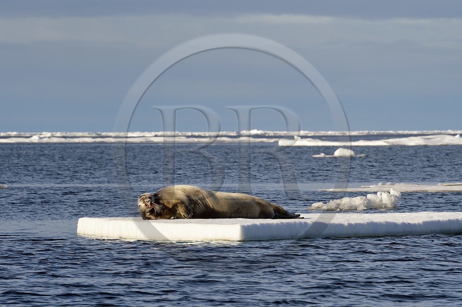 Groenland, cote Nord-Ouest, Smith sound au nord de la baie de Baffin à Inglefield Land, phoque barbu (Erignathus barbatus) allongé sur un morceaux de glace de la banquise arctique