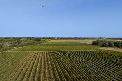 France, Charente Maritime, Oleron island, Saint Georges d'Oléron, hamlet of La Coindrie, the vineyard flown over by a Cessna (aerial view)