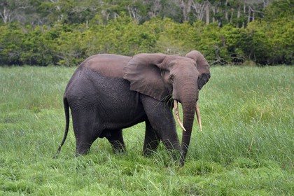 Gabon, province de Ogooué- Maritime, Parc National du Loango, site de Akaka dans la lagune du Fernan Vaz (Nkomi), éléphant de forêt d'Afrique (Loxodonta cyclotis)