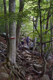 France, Haute Corse, Vivario, hiking on the GR 20, between Onda refuge and Vizzavona in the Vizzavona forest