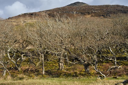 United Kingdom, Scotland, Highland, Inner Hebrides, Isle of Mull west coast, dwarf oak forest in spring