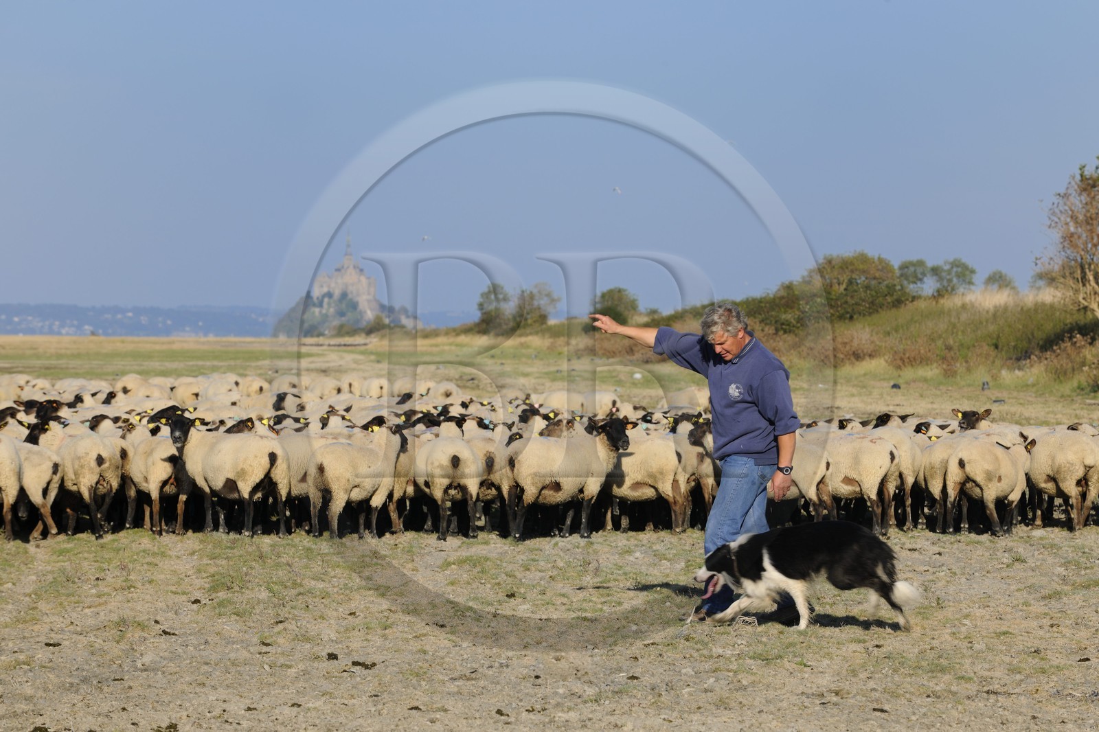 France, Ille-et-Vilaine (35), les herbus ou prés salés du Mont-Saint-Michel, l'éleveur de moutons de près salés Yannick Frain
