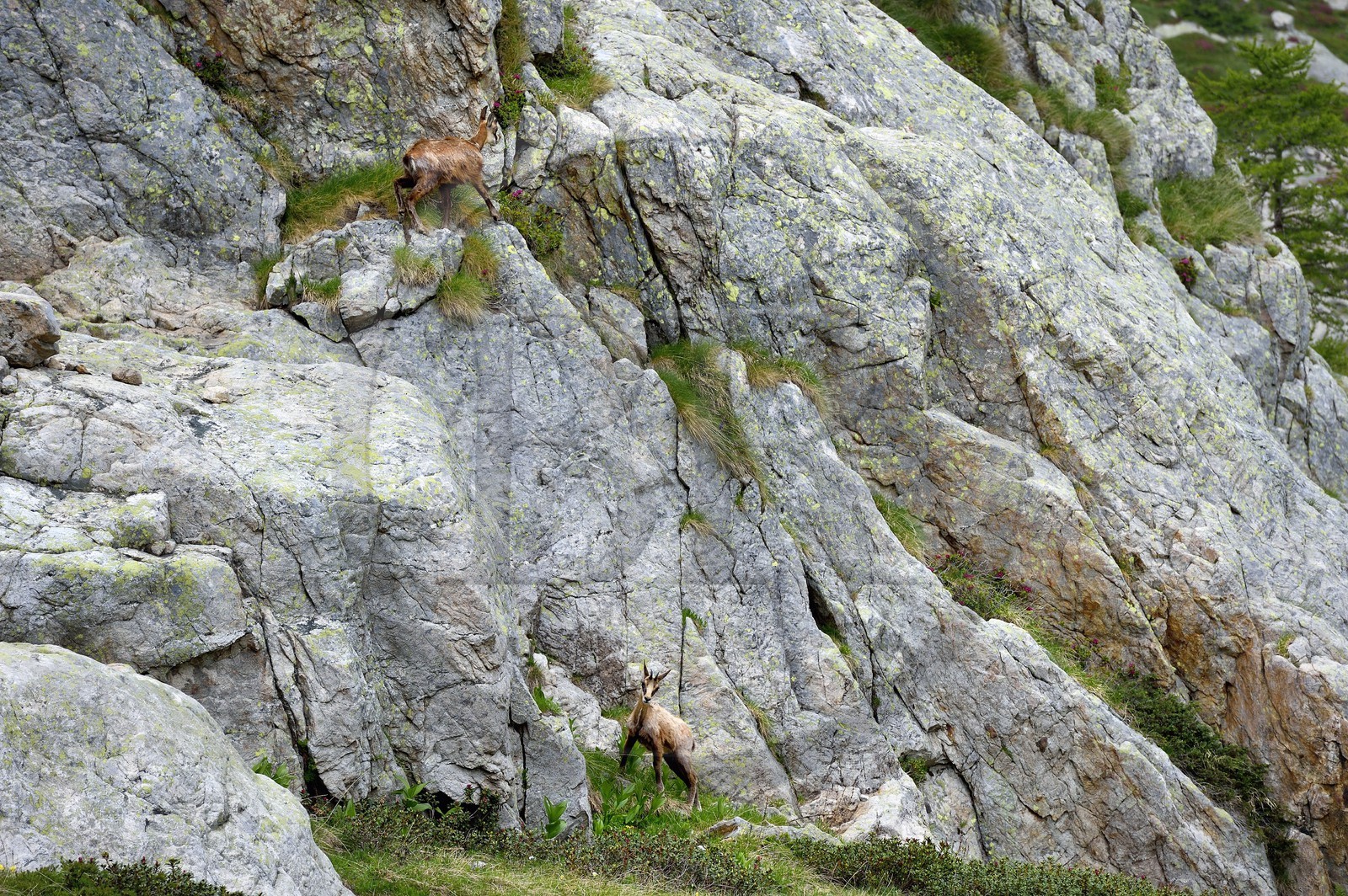 France, Alpes-Maritimes, parc national du Mercantour (Mercantour National Park), Valmasque valley, chamois (Rupicapra rupicapra)