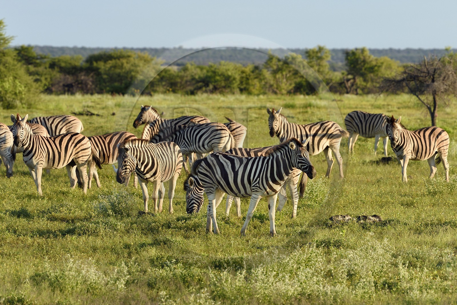 Namibie, région de Oshikoto, Parc National d'Etosha, zèbres de Burchell (Equus burchellii)