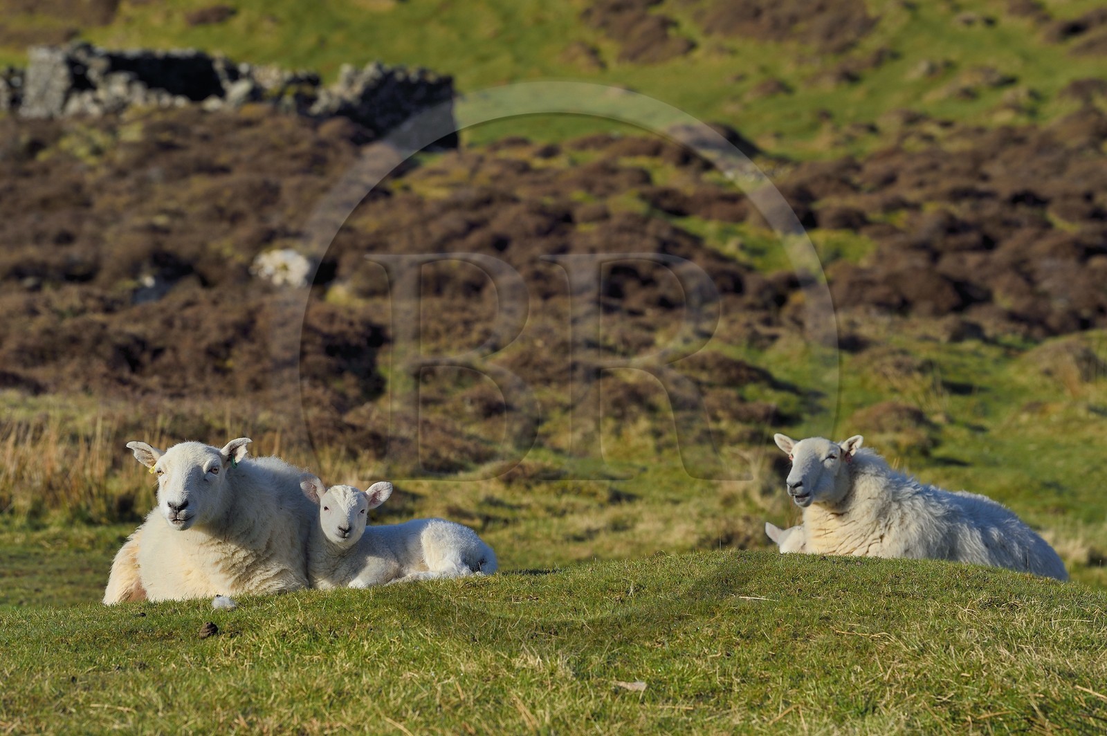 United Kingdom, Scotland, Highland, Inner Hebrides, Isle of Mull, sheep