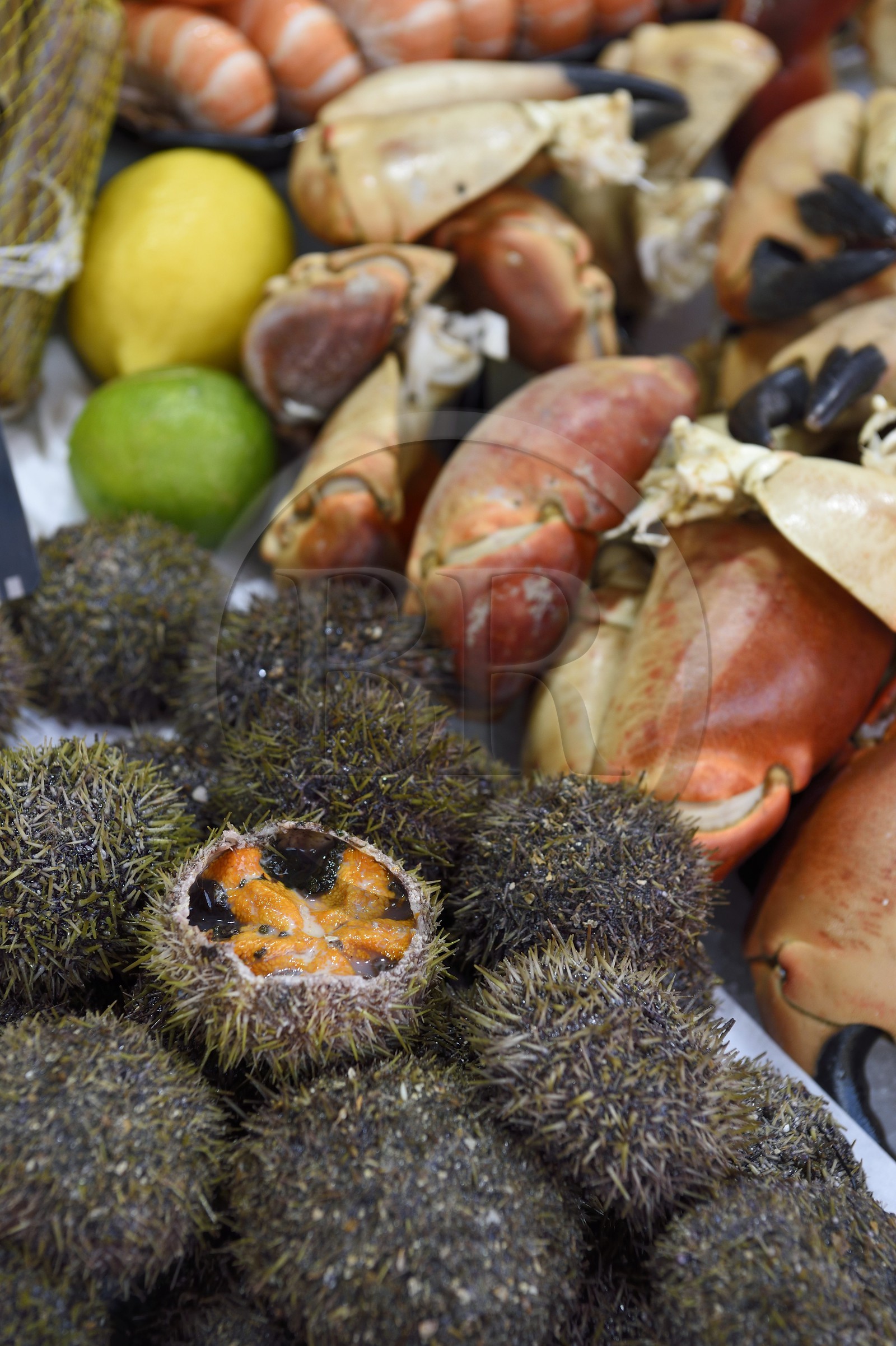 France, Calvados (14), Pays d'Auge, Trouville-sur-Mer, la halle aux poissons, étal de fruits de mer avec oursins