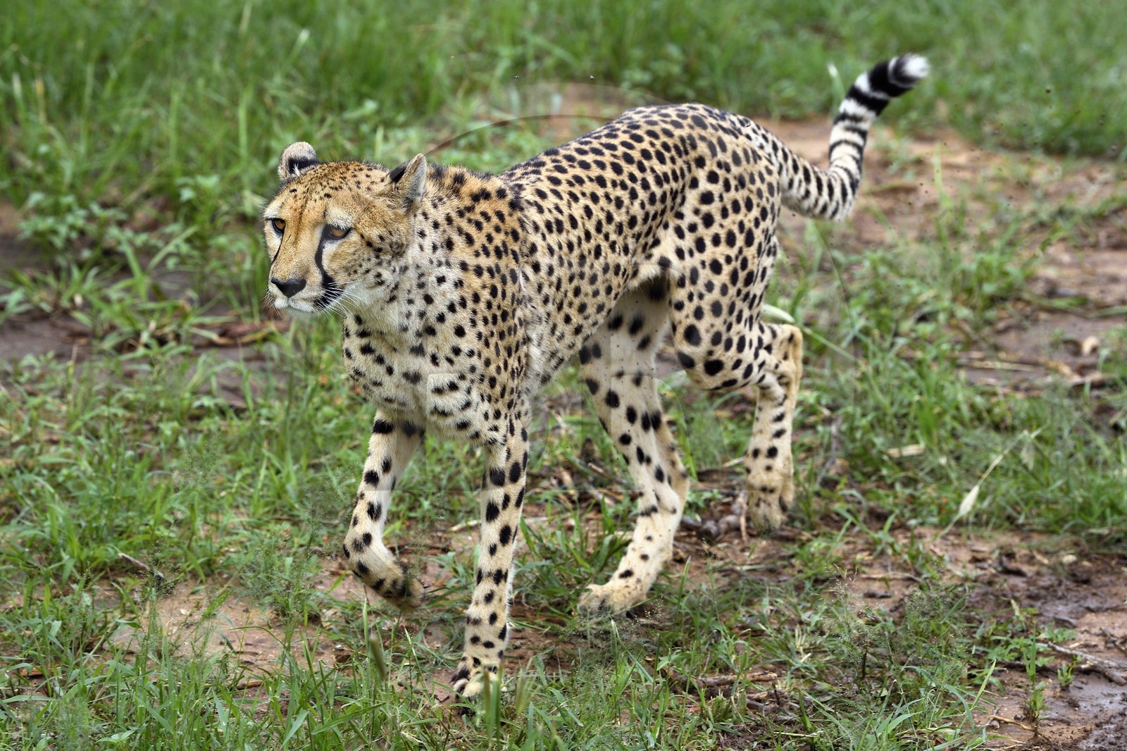 Namibie, Otjiwarongo, Cheetah Conservation Fund, centre de recherche et d'éducation, guépard (Acinonyx jubatus)