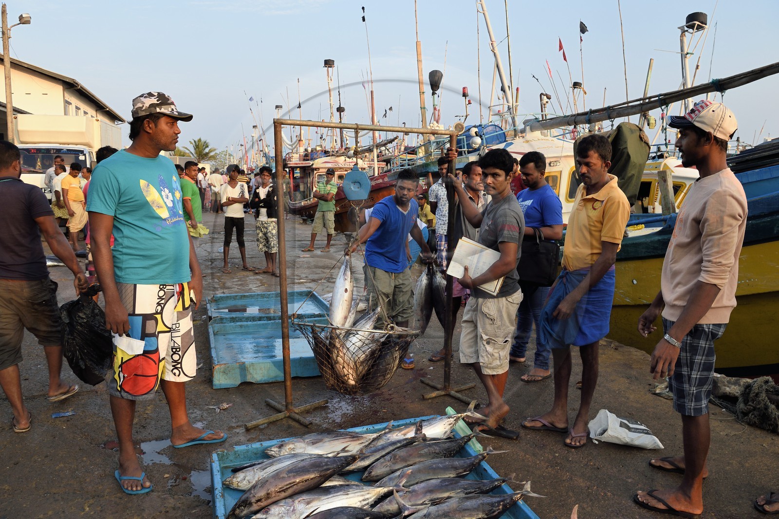 Sri Lanka, Southern Province, Matara district, Weligama, Mirissa Fisheries Harbor, weighing and selling fish on the dock on the fishing return