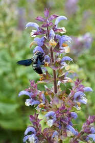 France, Alpes-Maritimes, Mouans-Sartoux around Grasse, Gardens of the International Perfume Museum (Jardins du Musée International de la Parfumerie)