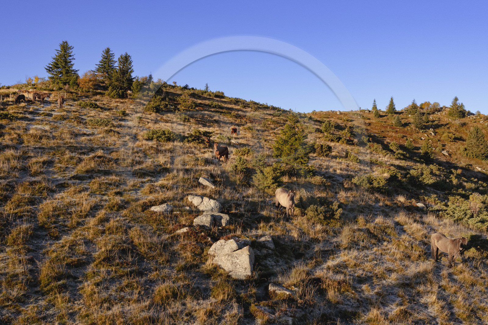 France, Haut-Rhin (68), Wasserbourg, chevaux au pré dans le massif des Vosges sur le Petit Ballon (vue aérienne)