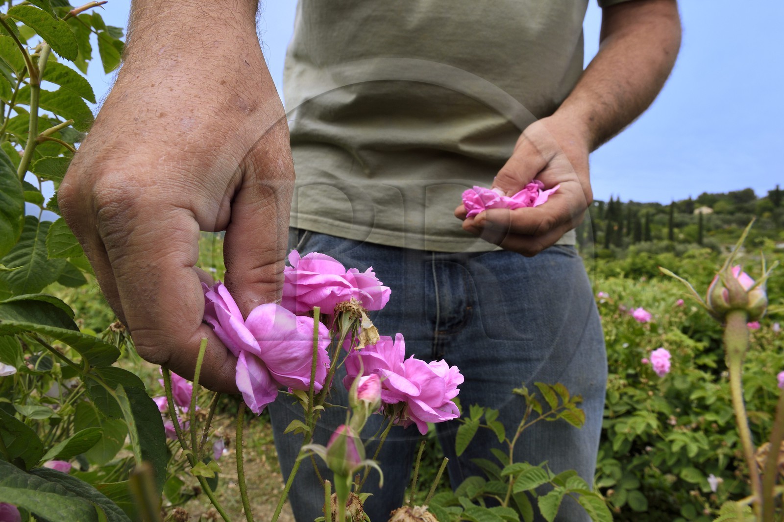 France, Alpes-Maritimes (06), Mouans-Sartoux non loin de Grasse, Jardins du Musée International de la Parfumerie, rose Centifolia
