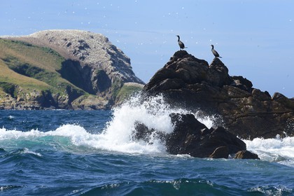 France, Côtes-d'Armor (22), Perros-Guirec, archipel et réserve ornithologique de Sept-Iles, Ile Rouzic, cormorans sur les Rochers Noirs devant la colonie de fous de Bassan (Morus bassanus)