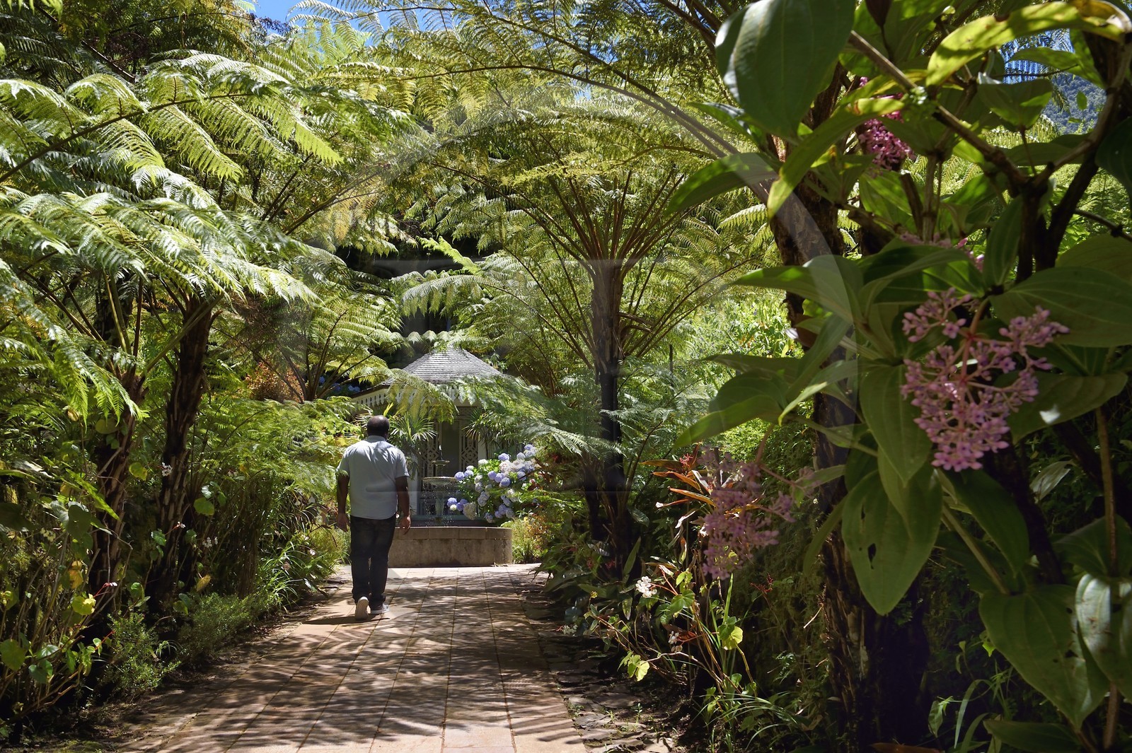 France, Reunion island (French overseas department), Cirque de Salazie, listed as World Heritage by UNESCO, Hell-Bourg, labeled labelled Les Plus Beaux Villages de France (The Most Beautiful Villages of France), gazebo and tree fern in the lush gardens of the Villa or Maison Folio