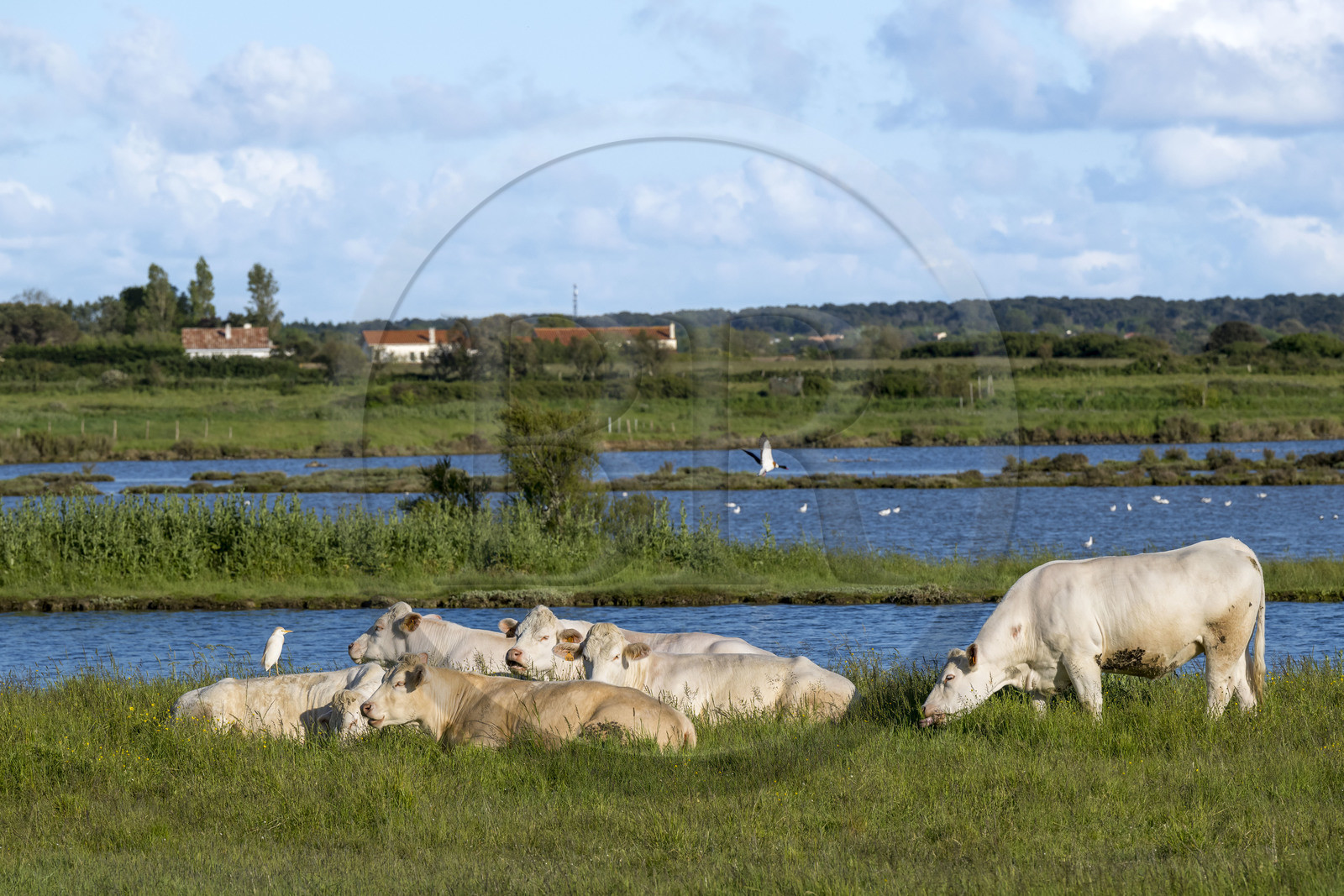 France, Vendée (85), Talmont-Saint-Hilaire, aigrette garzette et troupeau de vaches en bordure des anciens marais salants de la Guittière