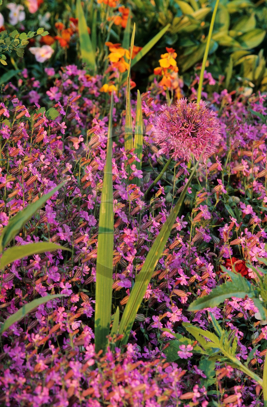 France, Eure (27), Giverny, jardin de Claude Monet, silène, giroflée, fleur d'ail