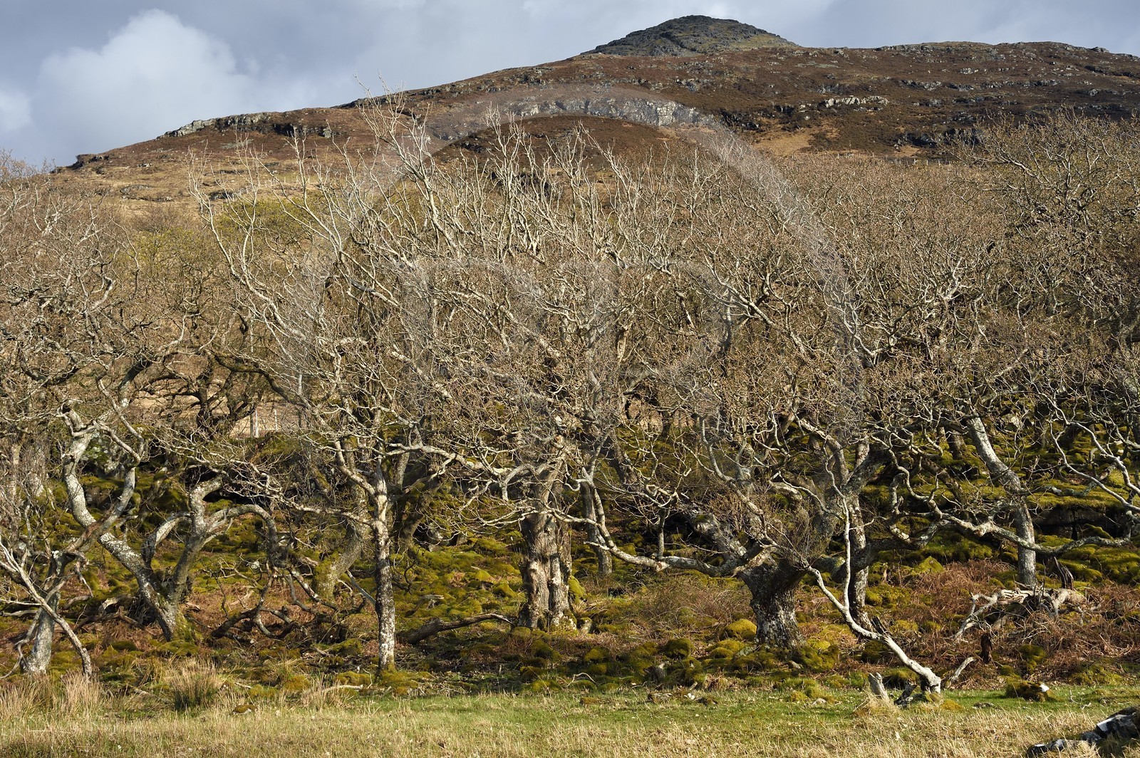 Royaume-Uni, Ecosse, Highland, Hébrides intérieures, cote ouest de l'Ile de Mull, forêt de chêne nain au printemps