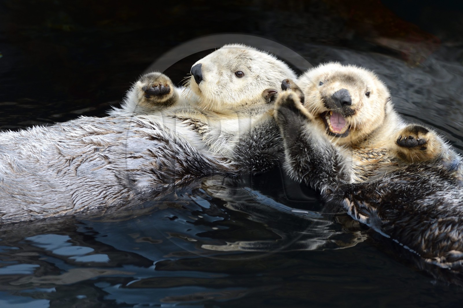 Portugal, Lisbonne, Parque das Nações (Parc des nations) construit pour l'exposition universelle de 1998, Oceanário (Oceanarium), loutre de mer (Enhydra lutris)