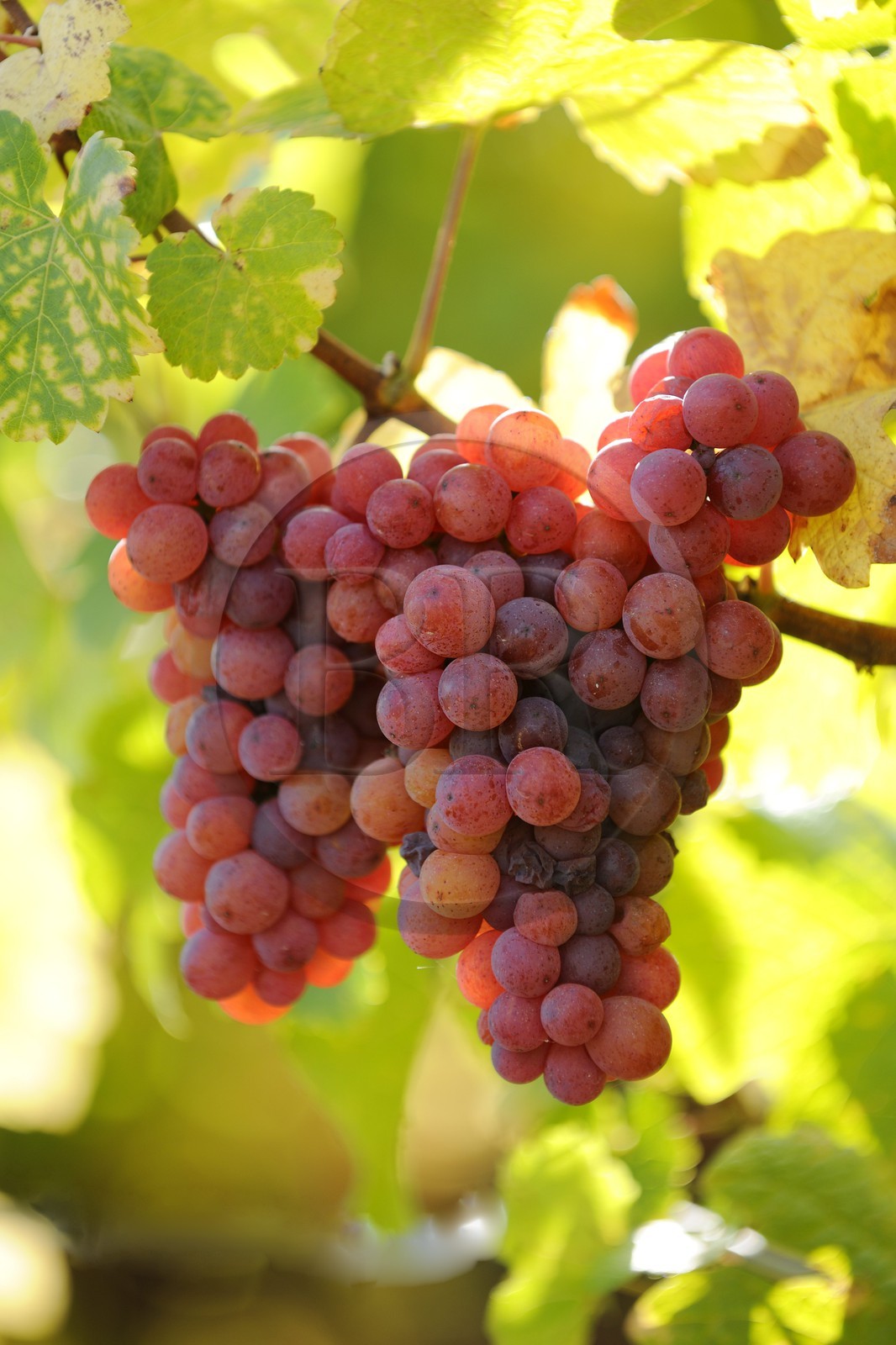France, Bas-Rhin (67), la vigne au pied du château de Ortenbourg