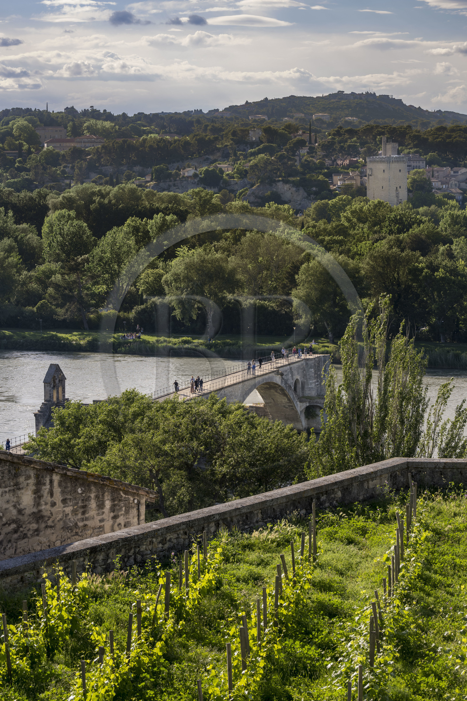 France, Vaucluse (84), Avignon, la vigne du clos du palais des papes et le pont Saint-Bénézet (pont d'Avignon) sur le Rhône