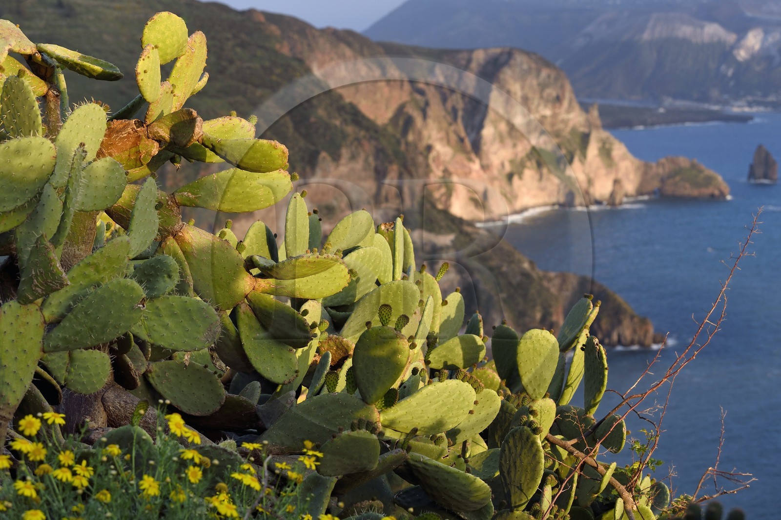 Italie, Sicile, iles Eoliennes, classées Patrimoine Mondial de l'UNESCO, Ile de Lipari, figue de Barbarie (Opuntia ficus-indica)